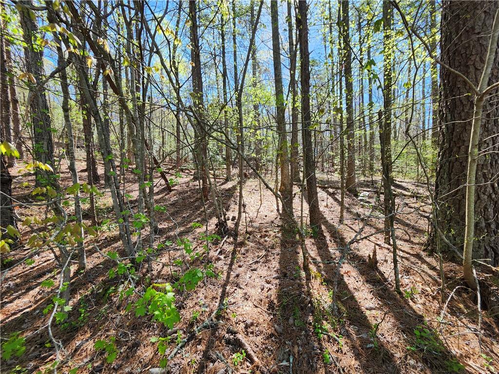 0 Afton Road Dawsonville, GA 30534 - Photo 16 of 28 a view of forest