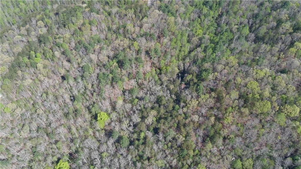 0 Afton Road Dawsonville, GA 30534 - Photo 25 of 28 a close up of a plant in a field
