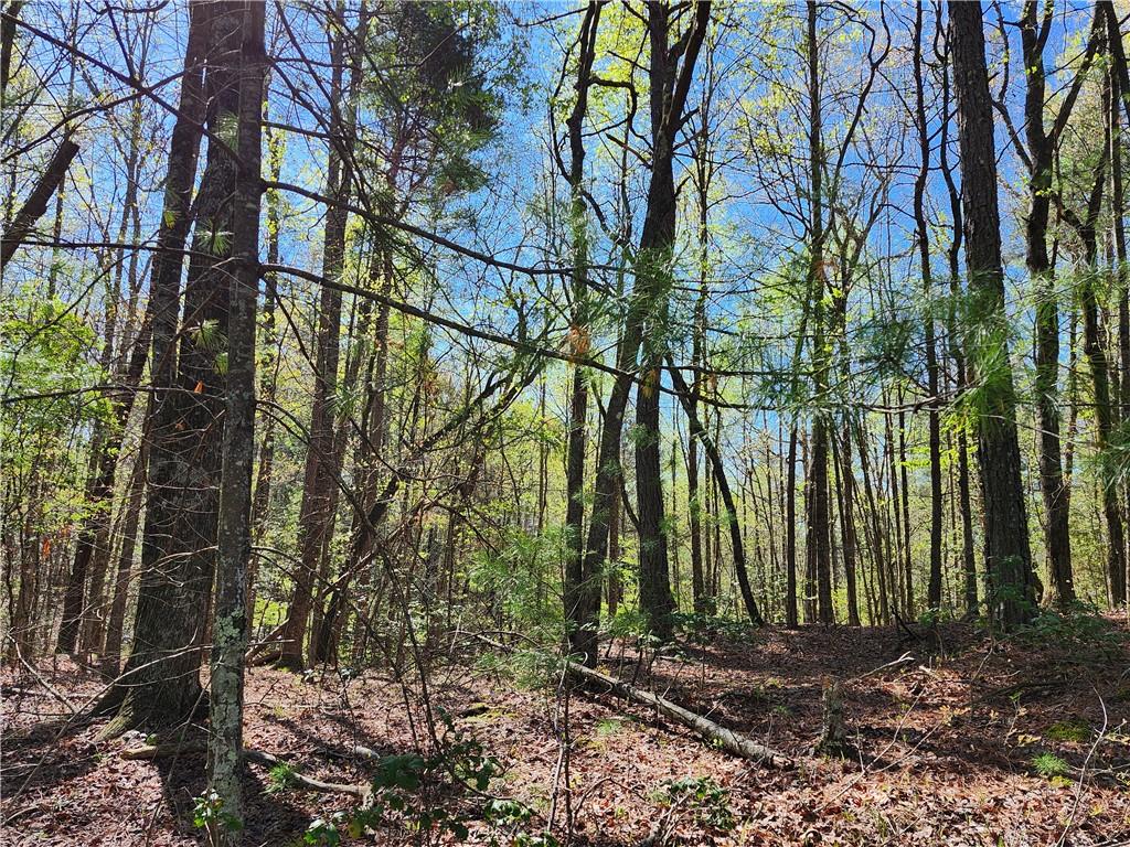 0 Afton Road Dawsonville, GA 30534 - Photo 9 of 28 a backyard of a house with lots of green space