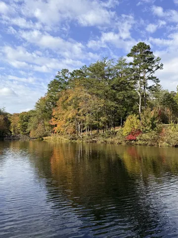 a view of river covered with trees