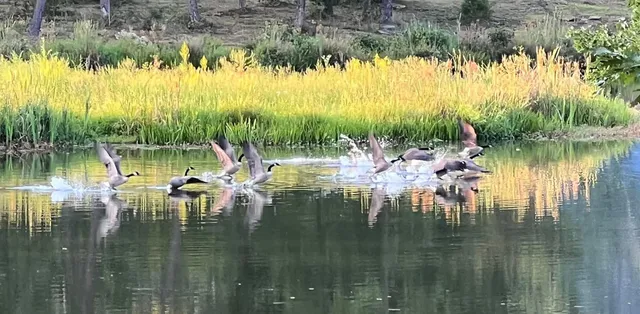 $549,900 | 23475 Sr 108, Coalmont, TN 37313