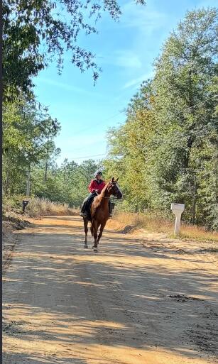 Tbd Pearl Bonnett Road Windsor, SC 29856 - Photo 15 of 16 Screenshot 2025-10-20 105409