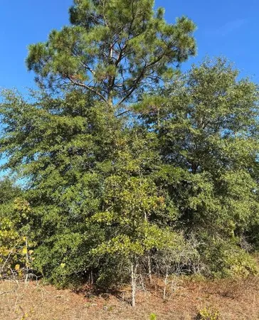 $139,950 | Tbd Pearl Bonnett Road, Windsor, SC 29856