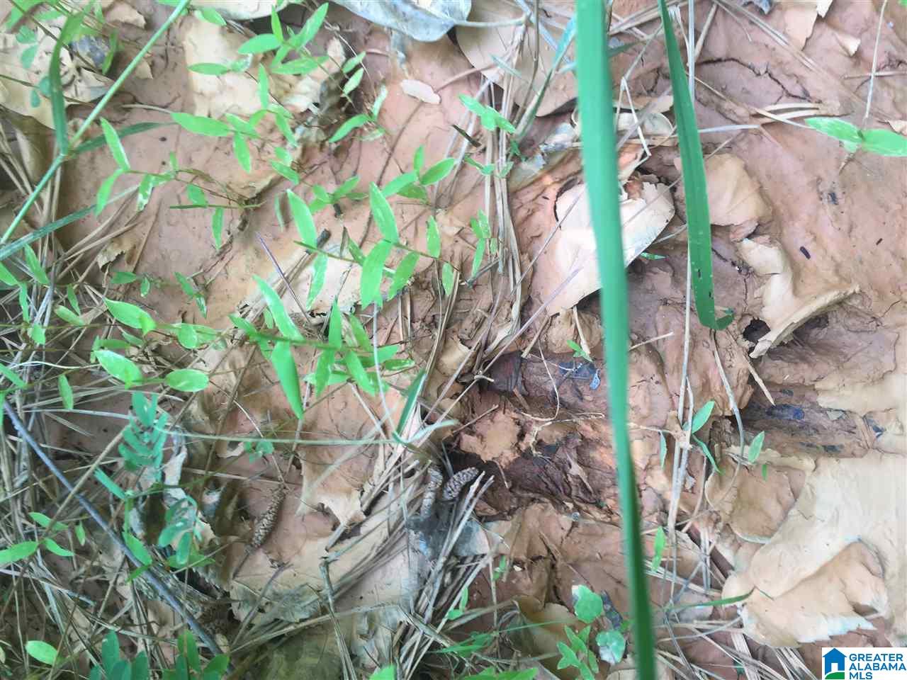0 Rendalia Motorway, Unit 29 ACRES Talladega, AL 35160 - Photo 20 of 21