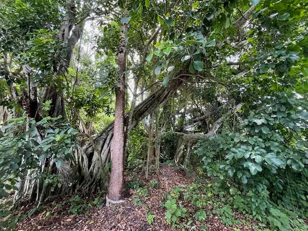 a view of a forest with trees