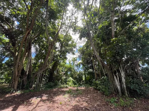 a view of outdoor space with trees all around