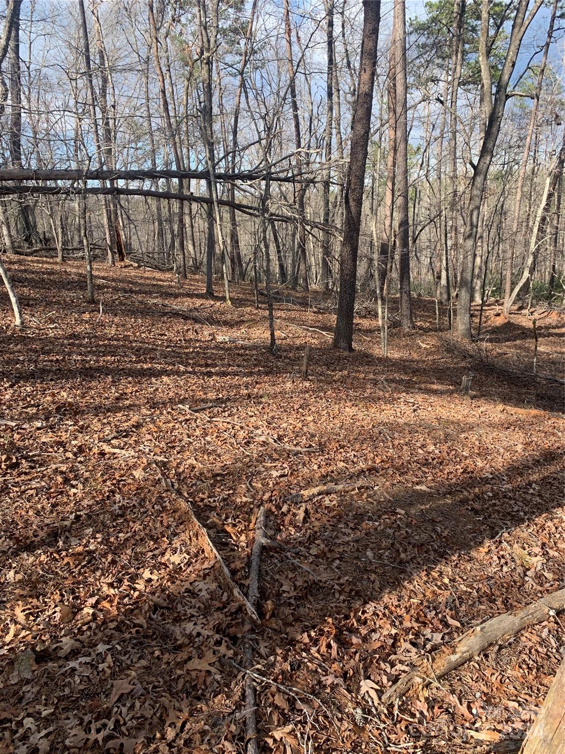 0 North Lynch Rd Mill Spring Southwest Mill Spring, NC 28756 - Photo 2 of 14 a view of dirt yard with large trees