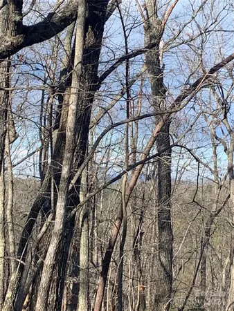 a view of a forest filled with trees