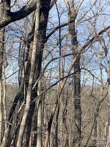 a view of a forest filled with trees