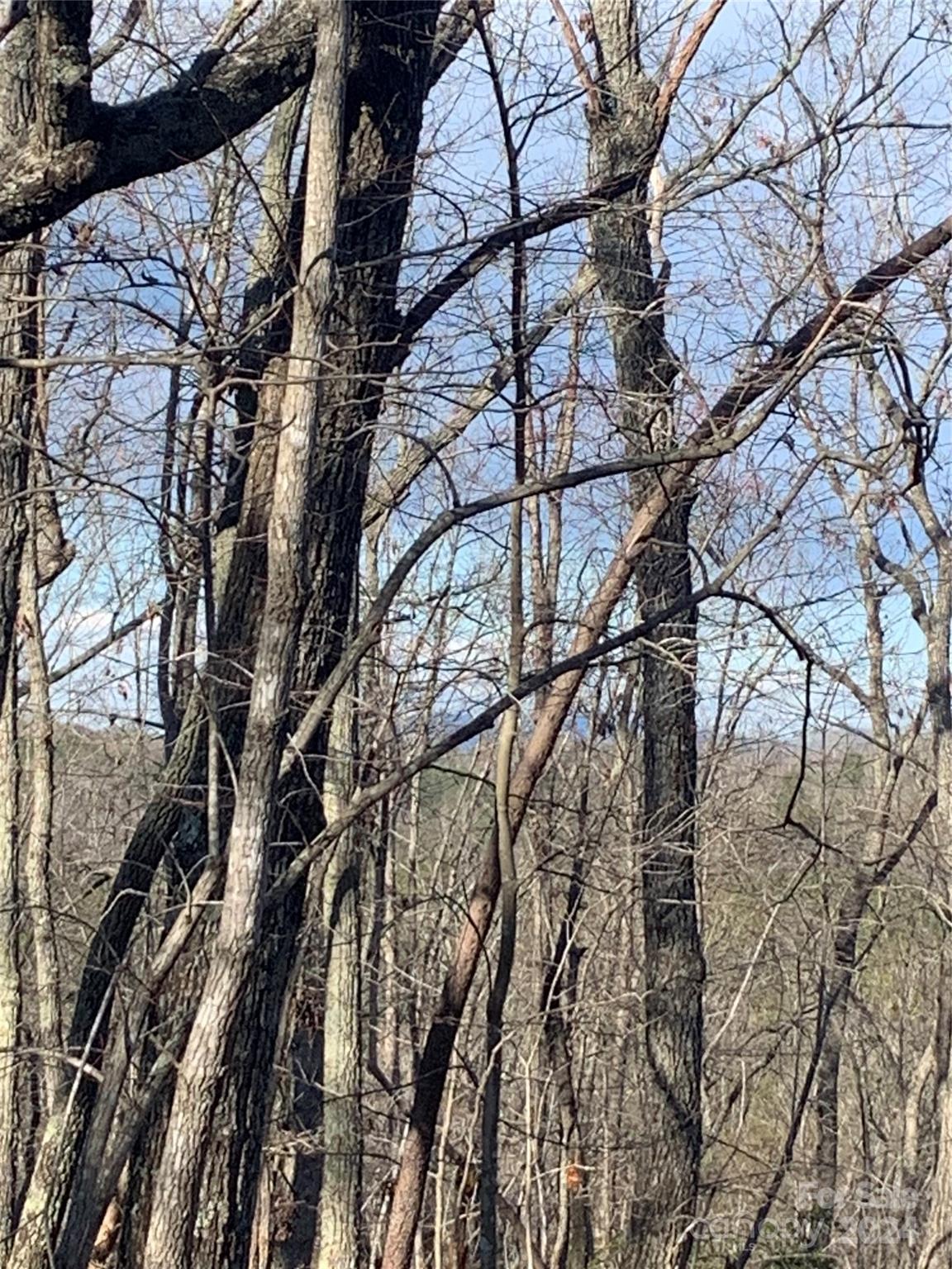 0 North Lynch Rd Mill Spring Southwest Mill Spring, NC 28756 - Photo 5 of 14 a view of tree from a tree