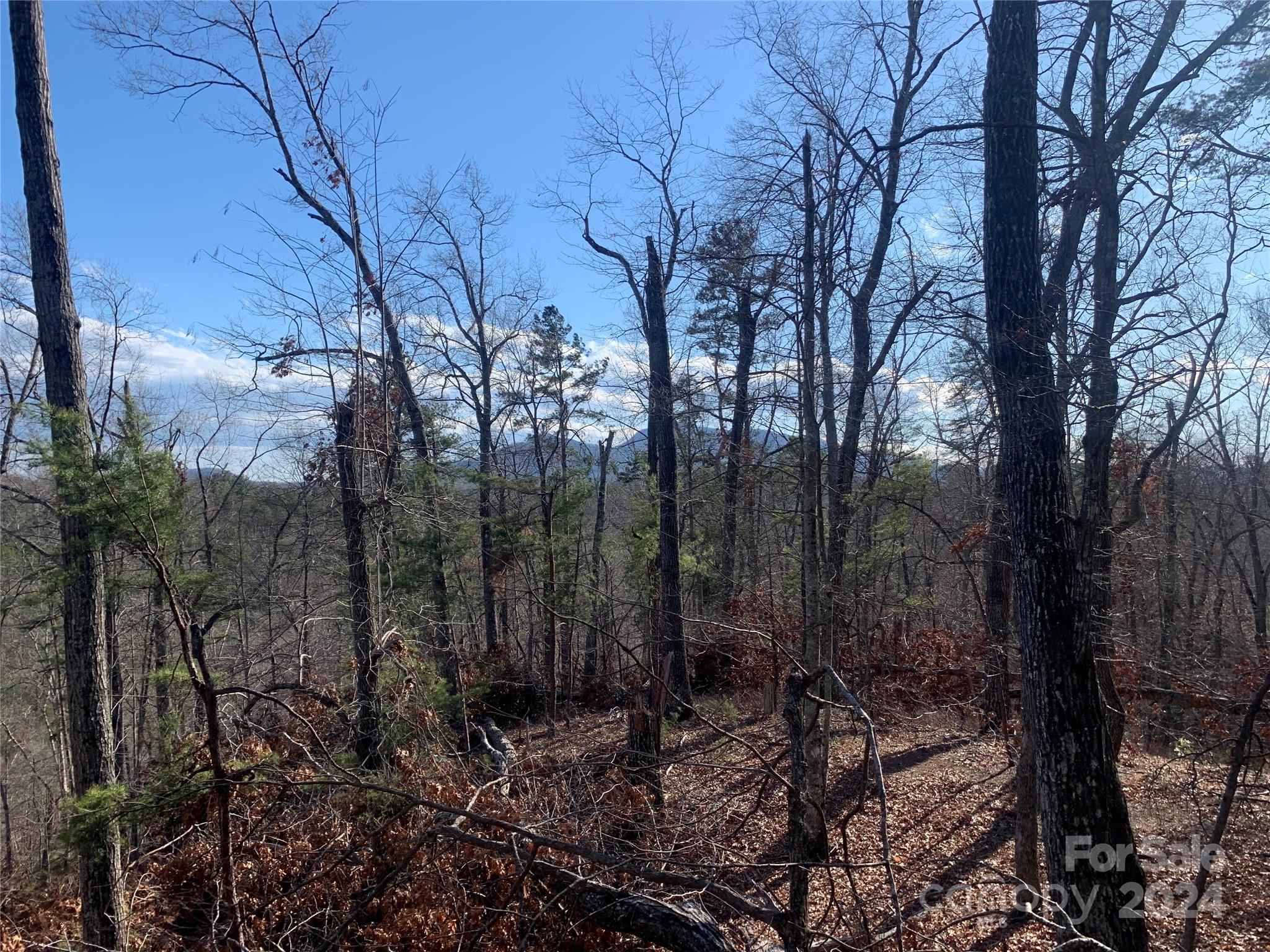 0 North Lynch Rd Mill Spring Southwest Mill Spring, NC 28756 - Photo 6 of 14 a view of a forest filled with trees
