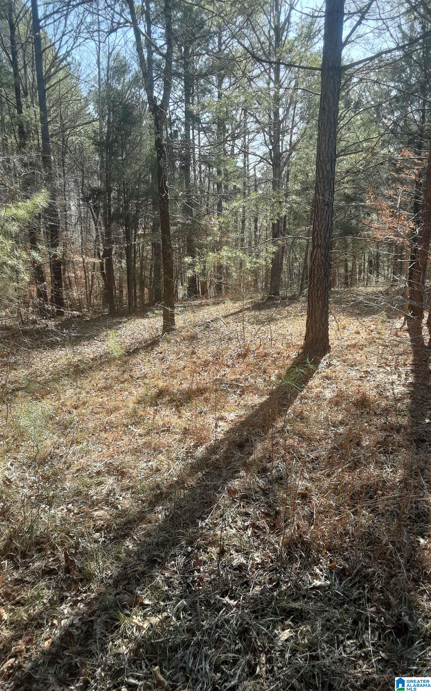 5385 Littleton Kilgore Road Dora, AL 35062 - Photo 11 of 27