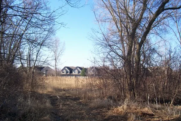 a view of a yard with large trees