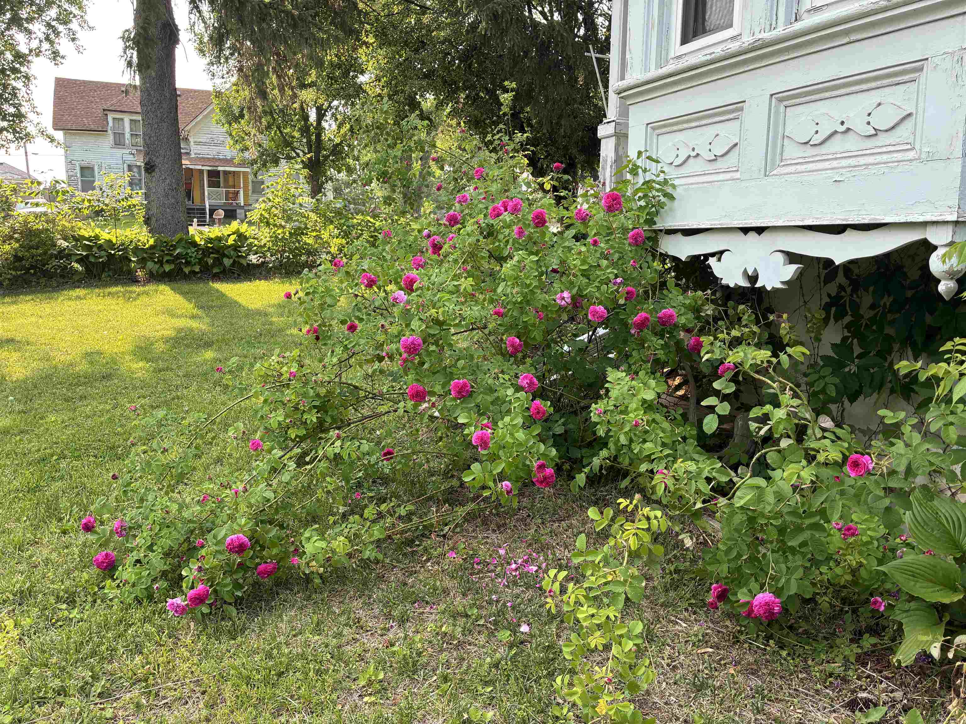115 North Clay Street Mount Carroll, IL 61053 - Photo 52 of 61 a flower garden is sitting in front of flowers