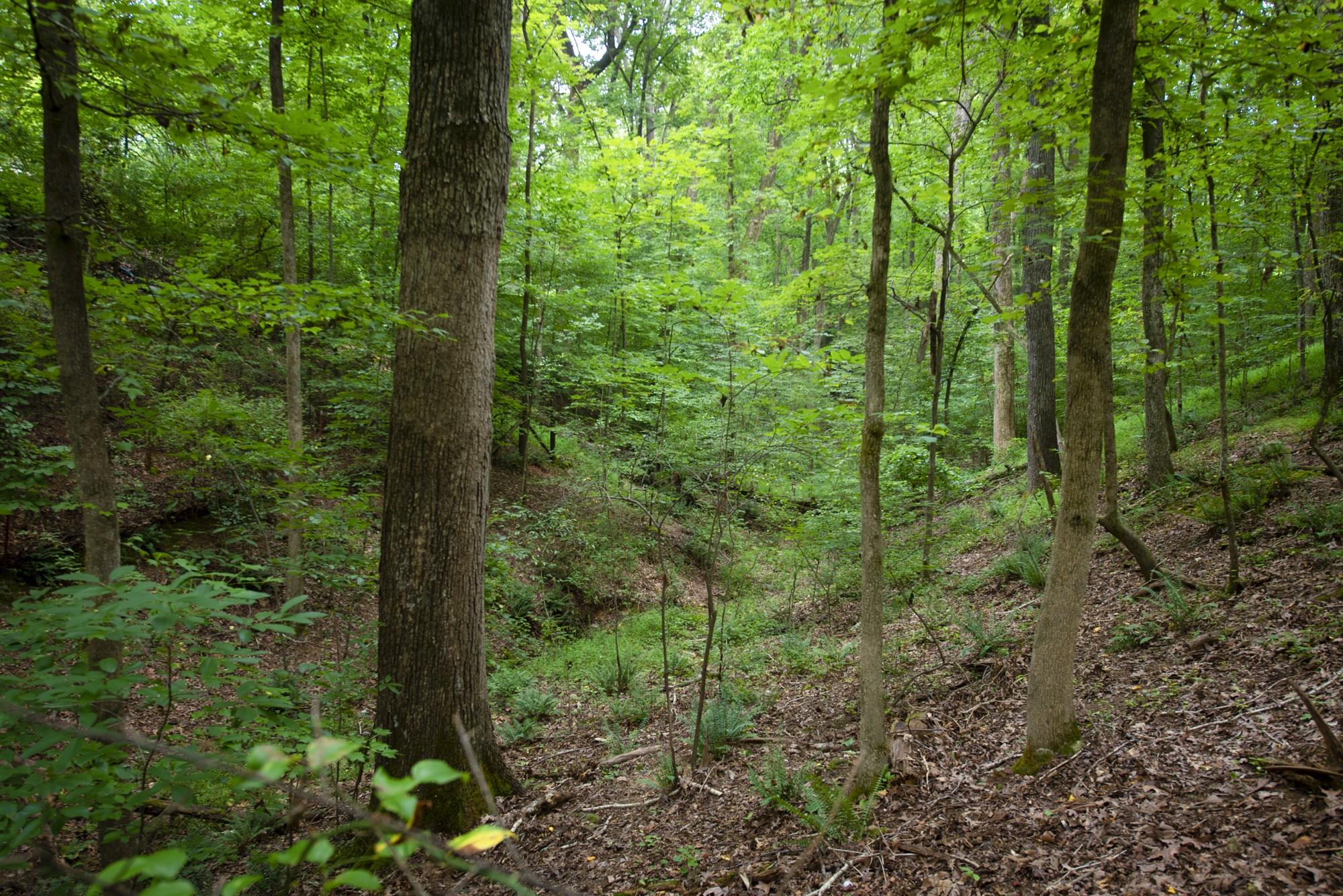 836 Dripping Springs Road Winchester, TN 37398 - Photo 37 of 37 a view of a forest that has large trees