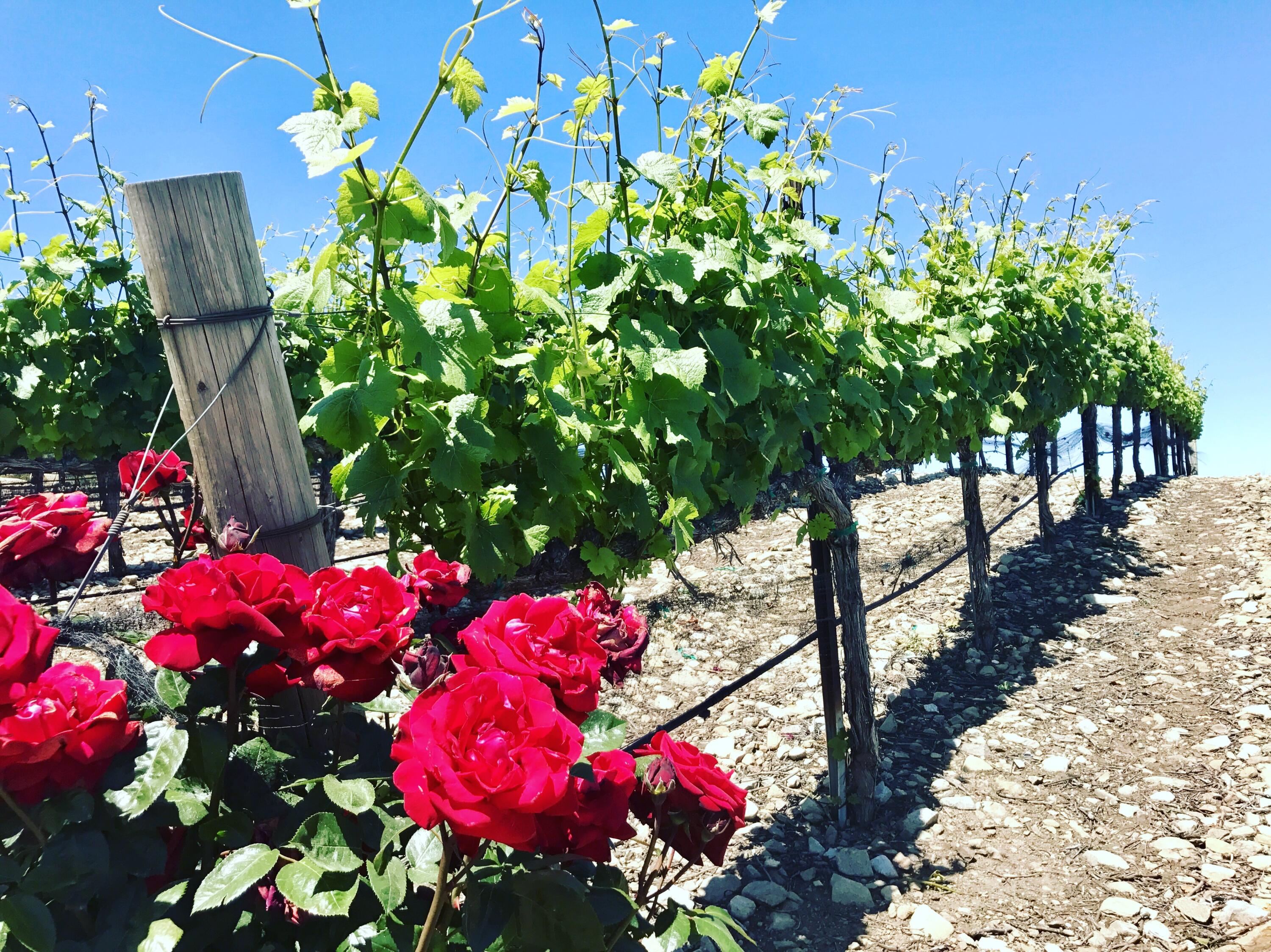 33520 Fairview Road Soledad, CA 93960 - Photo 15 of 94 7d2