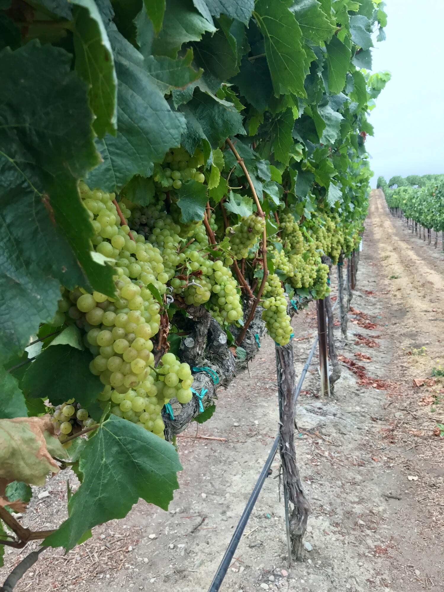 33520 Fairview Road Soledad, CA 93960 - Photo 19 of 94 7d5a