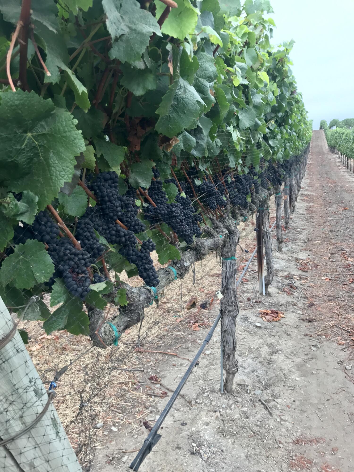 33520 Fairview Road Soledad, CA 93960 - Photo 20 of 94 7d6