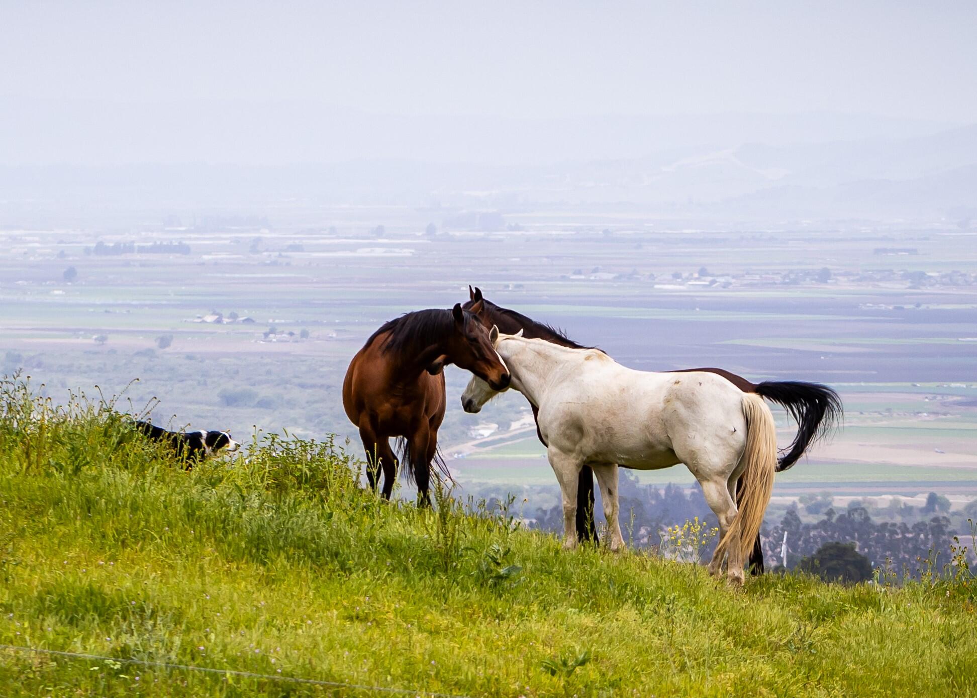 33520 Fairview Road Soledad, CA 93960 - Photo 70 of 94 38