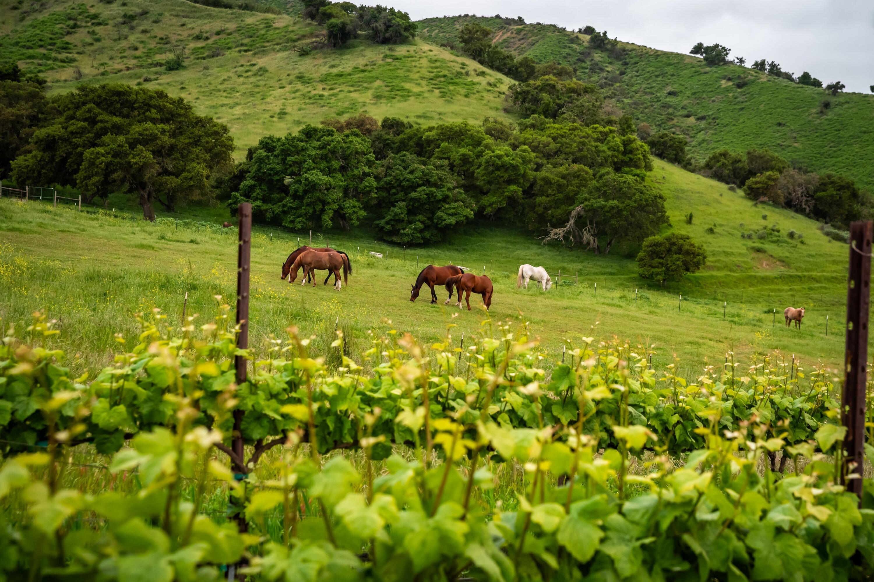 33520 Fairview Road Soledad, CA 93960 - Photo 73 of 94 39b (2)