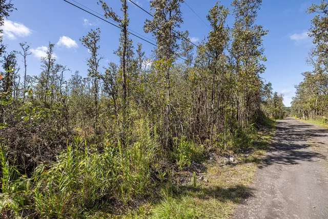 a view of a yard with plants and tree