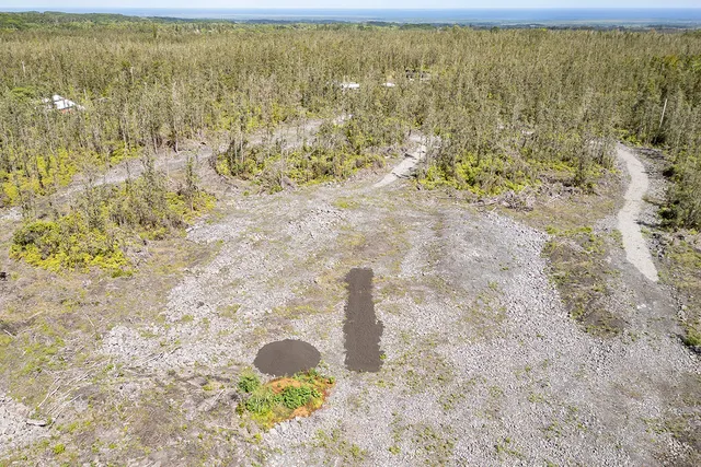 a close up of a plant in a garden