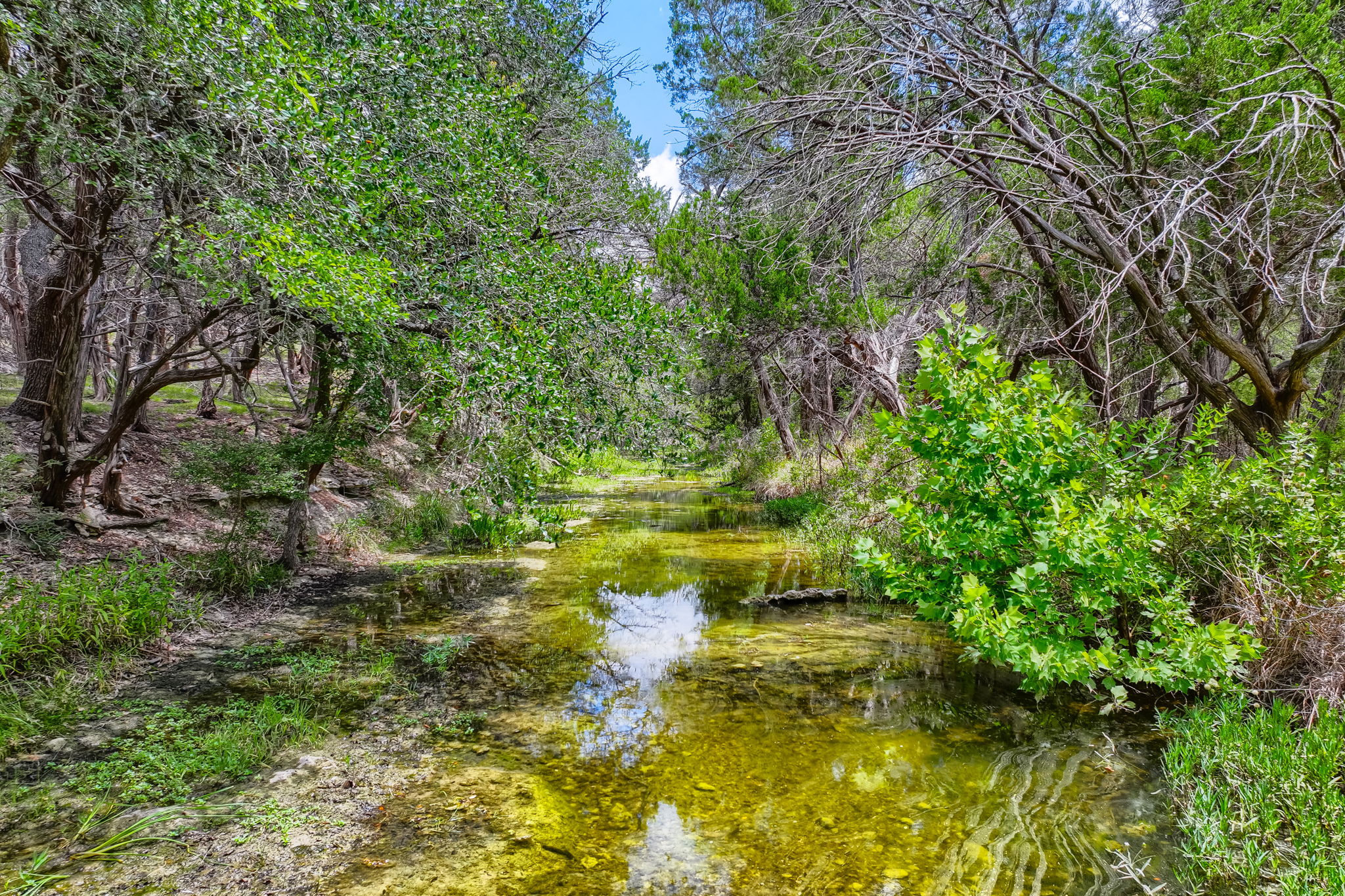 12501 Fitzhugh Road Austin, TX 78736 - Photo 6 of 40 A tranquil natural stream winds through a lush, tree-lined landscape.