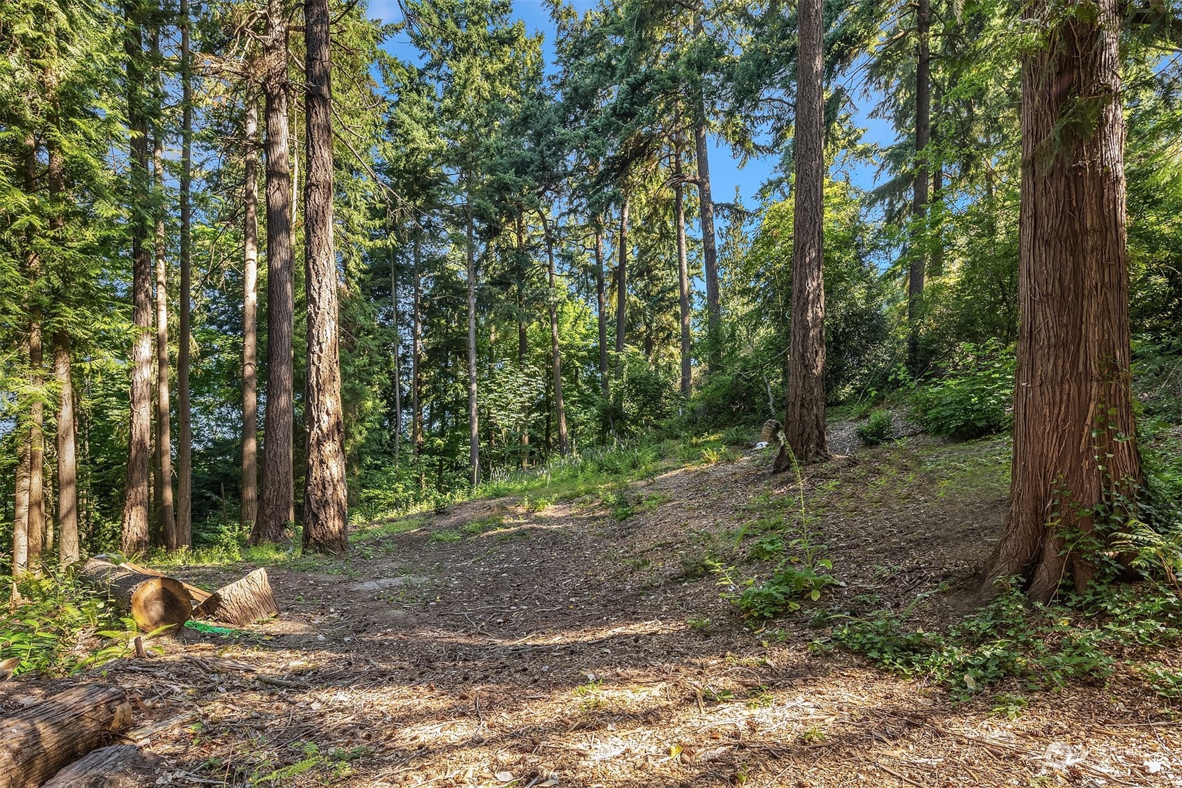 62 Madrona Lane Shoreline, WA 98177 - Photo 11 of 22 a view of a forest filled with trees