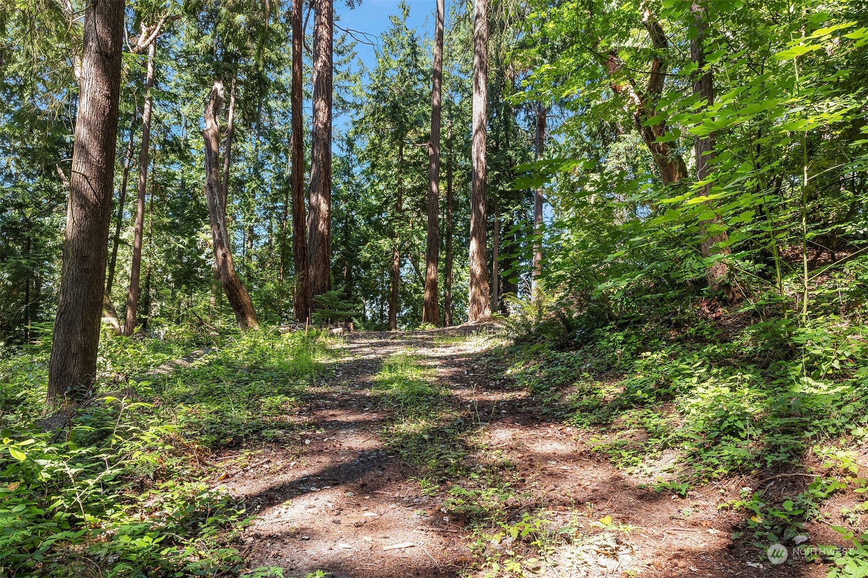 62 Madrona Lane Shoreline, WA 98177 - Photo 19 of 22 a view of backyard with green space