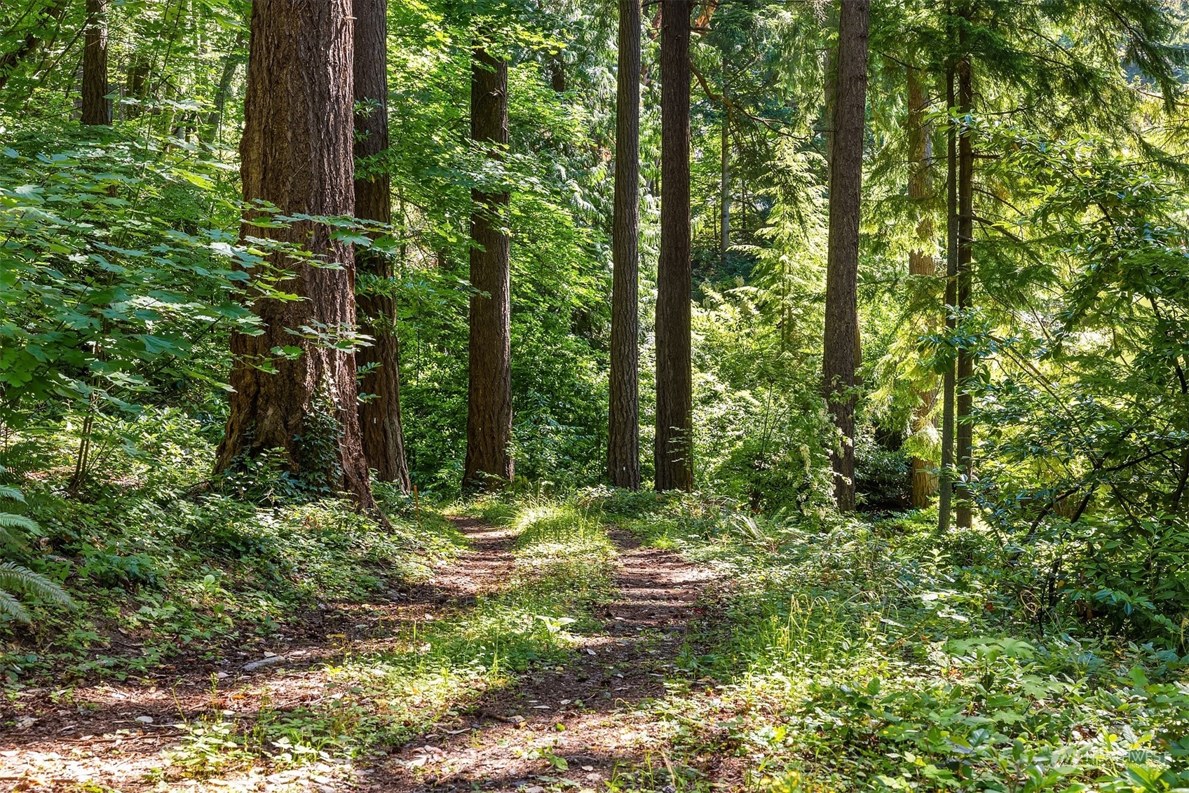 62 Madrona Lane Shoreline, WA 98177 - Photo 20 of 22 a view of a lush green forest