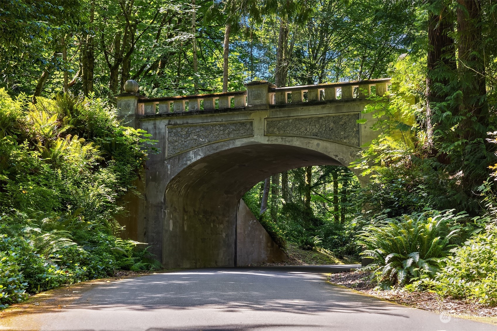 62 Madrona Lane Shoreline, WA 98177 - Photo 21 of 22 a close up of a tree