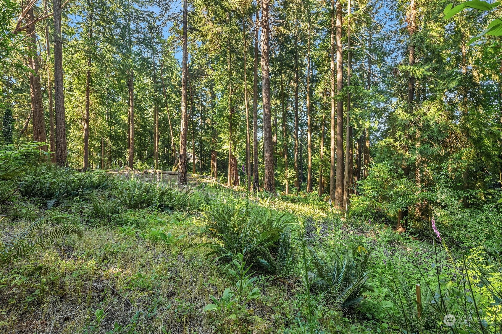 62 Madrona Lane Shoreline, WA 98177 - Photo 10 of 22 a view of outdoor space and green space