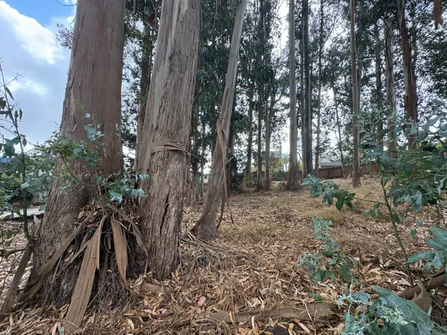 a view of outdoor space and tree