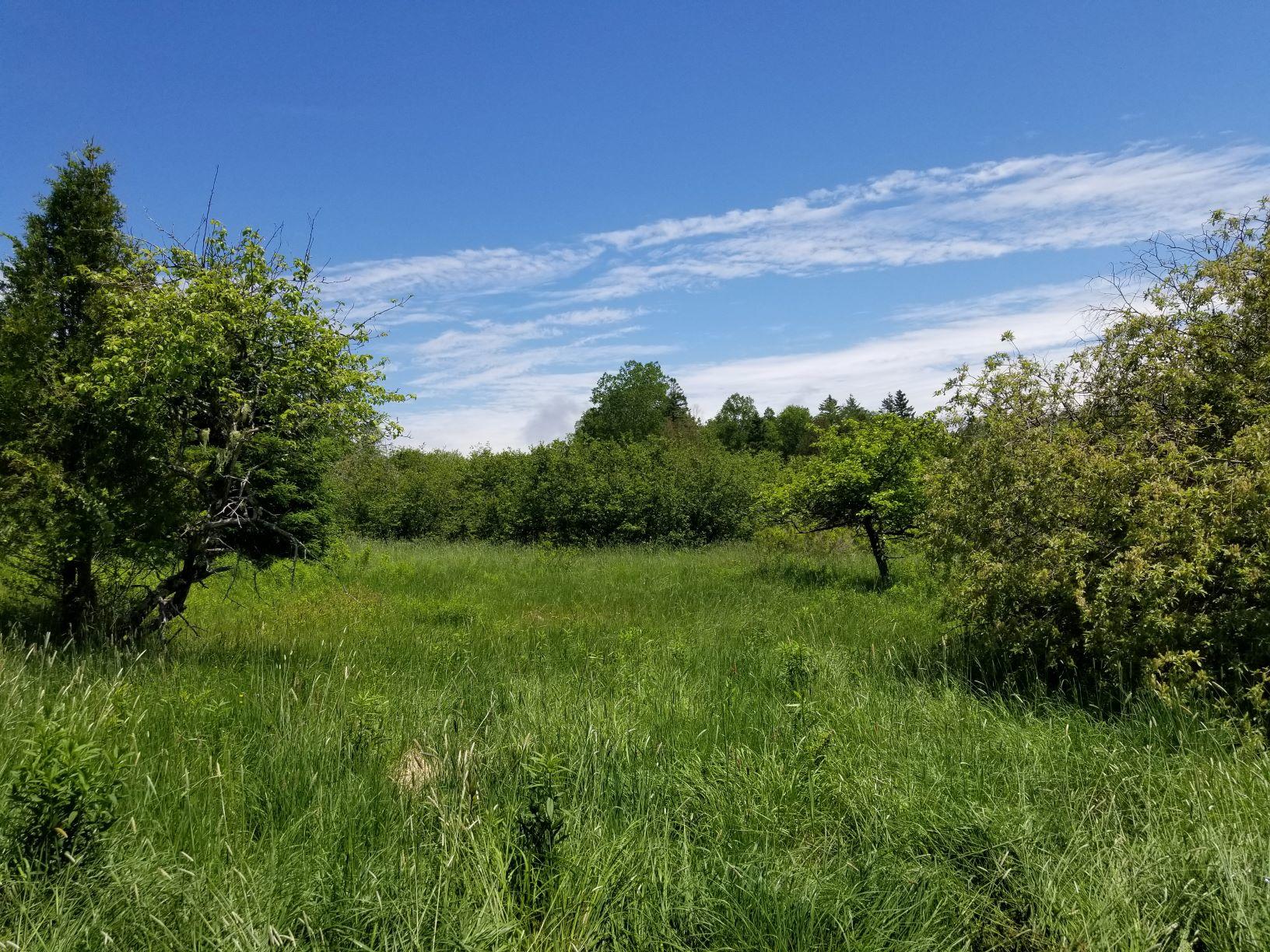 0 Lincoln Cove Road Perry, ME 04667 - Photo 29 of 53 Field with apple trees