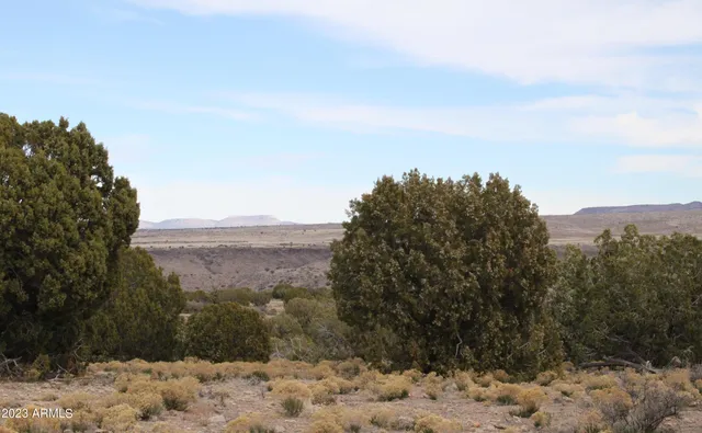 a view of a forest with mountains in the background