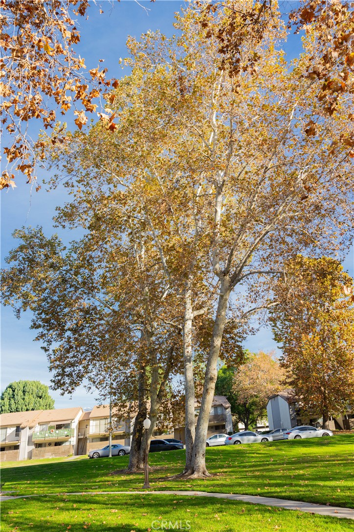 1219 Edwards Street, Unit 33 Redlands, CA 92374 - Photo 45 of 55 a big yard with lots of trees