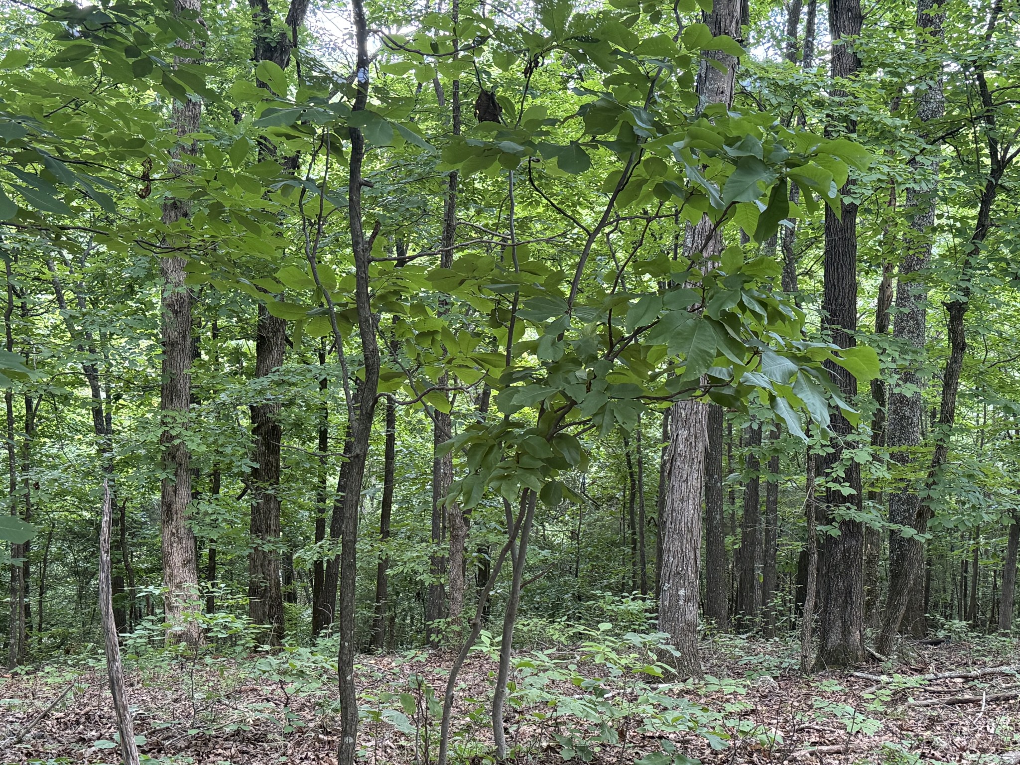 0 Jack Holt Road Prospect, TN 38477 - Photo 3 of 9