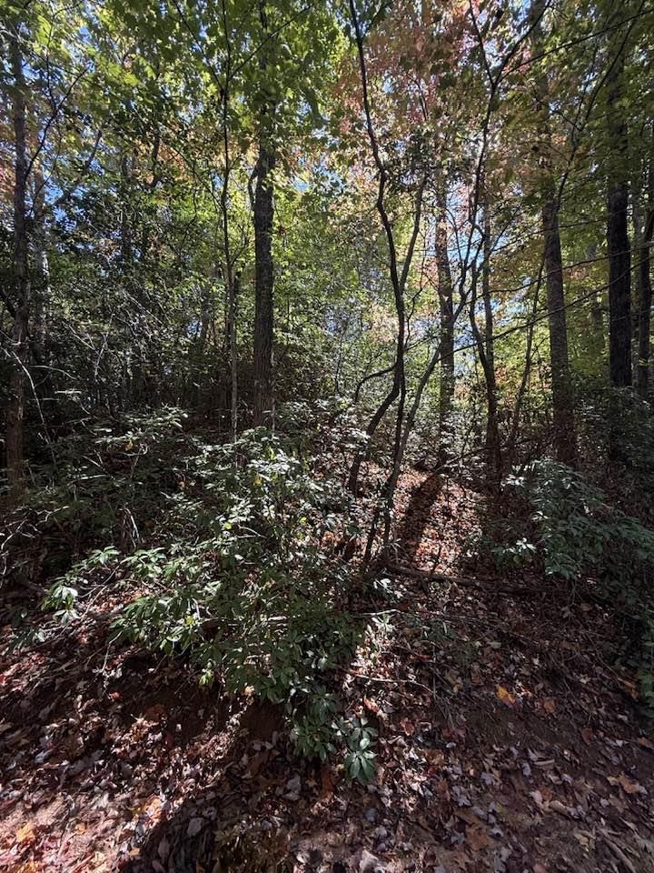 160 Caledonia Road Landrum, SC 29356 - Photo 47 of 49 Rear view of .26 ac parcel