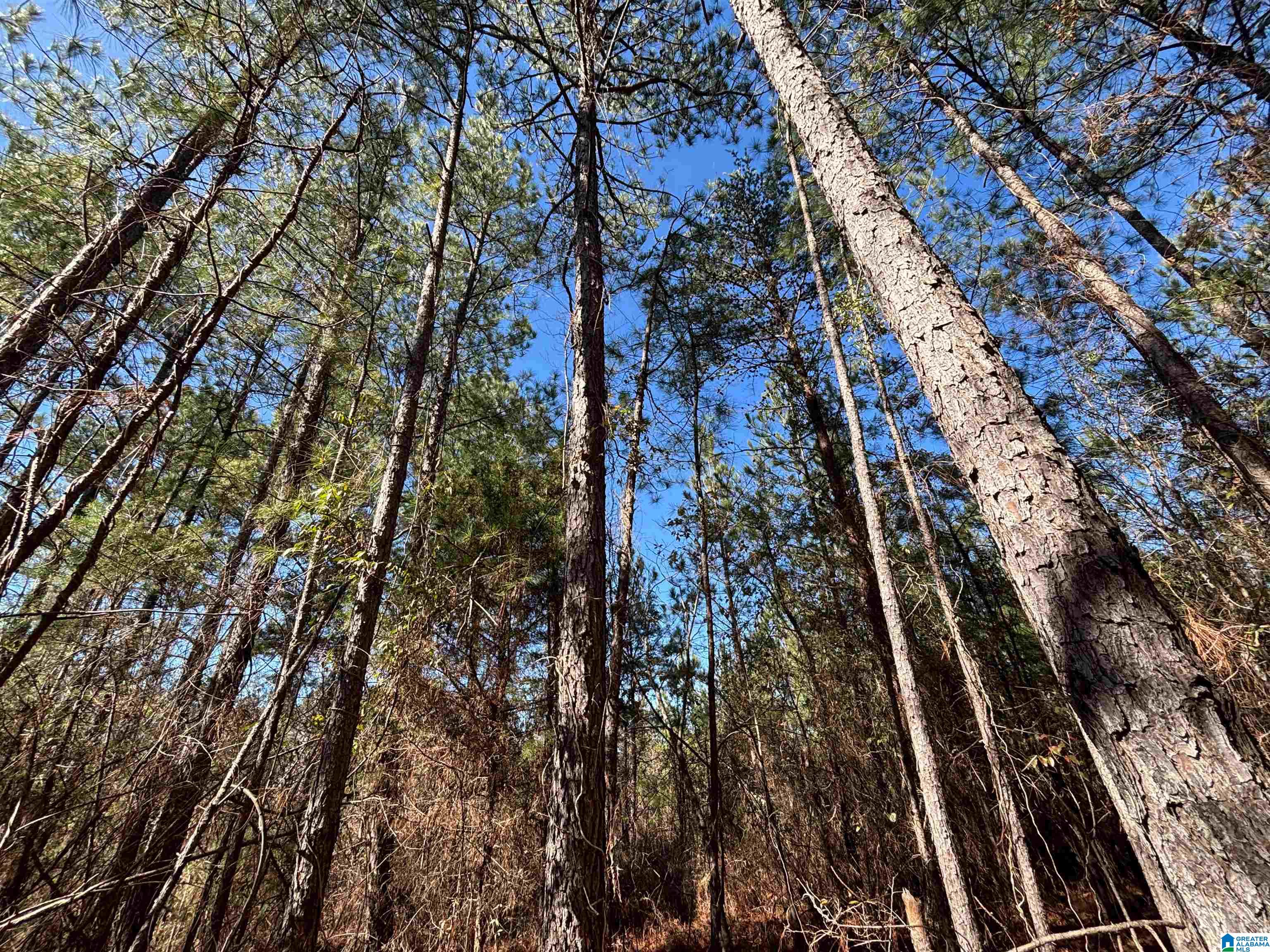 7380 Narrows Road, Unit 148 / ACRES Pinson, AL 35126 - Photo 1 of 22