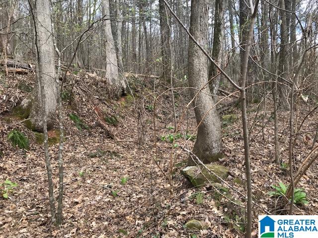 8607 Zuber Road, Unit 22 65 ACRES Springville, AL 35146 - Photo 3 of 9