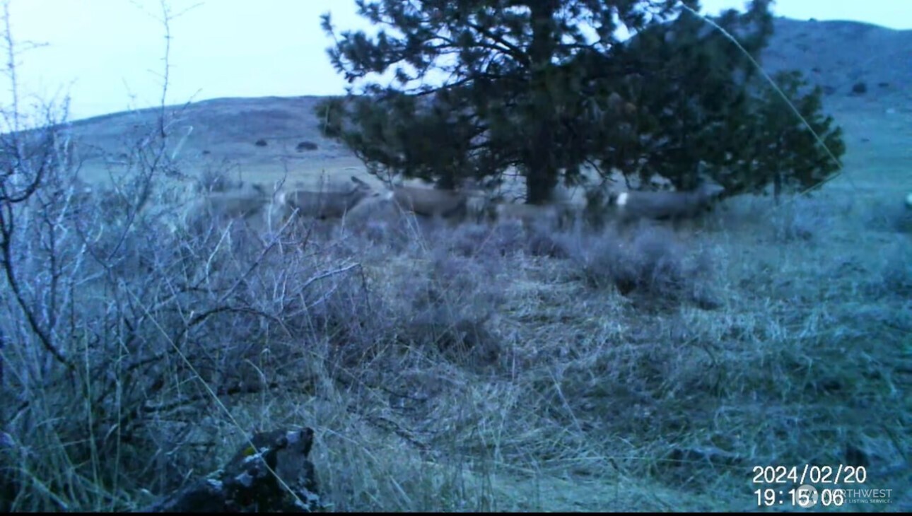 0 Road 20 Nw Or Peach Road Mansfield, WA 98830 - Photo 16 of 18 a view of a dry yard with lots of green space