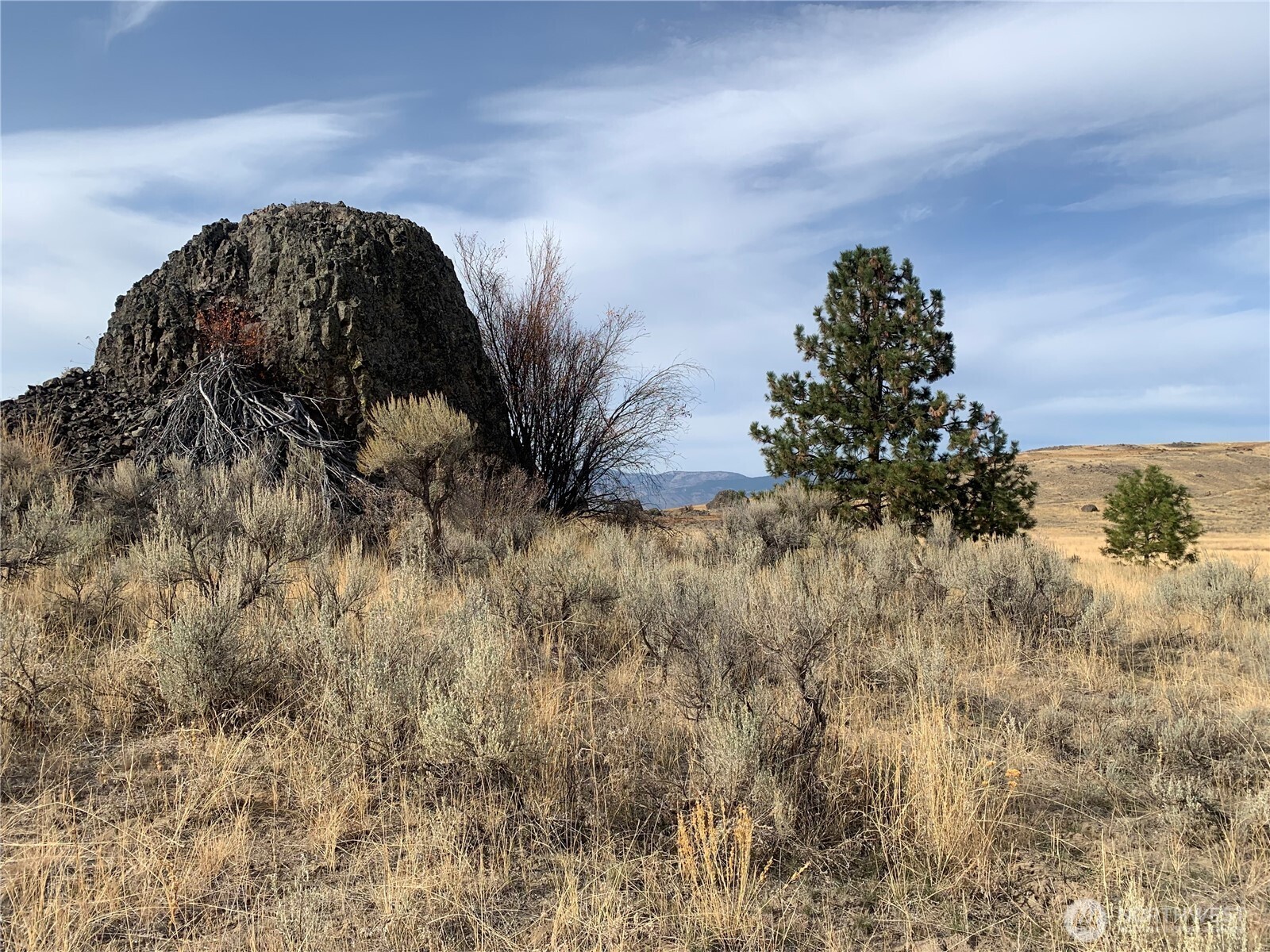 0 Road 20 Nw Or Peach Road Mansfield, WA 98830 - Photo 6 of 18 a close up of a plant in a garden
