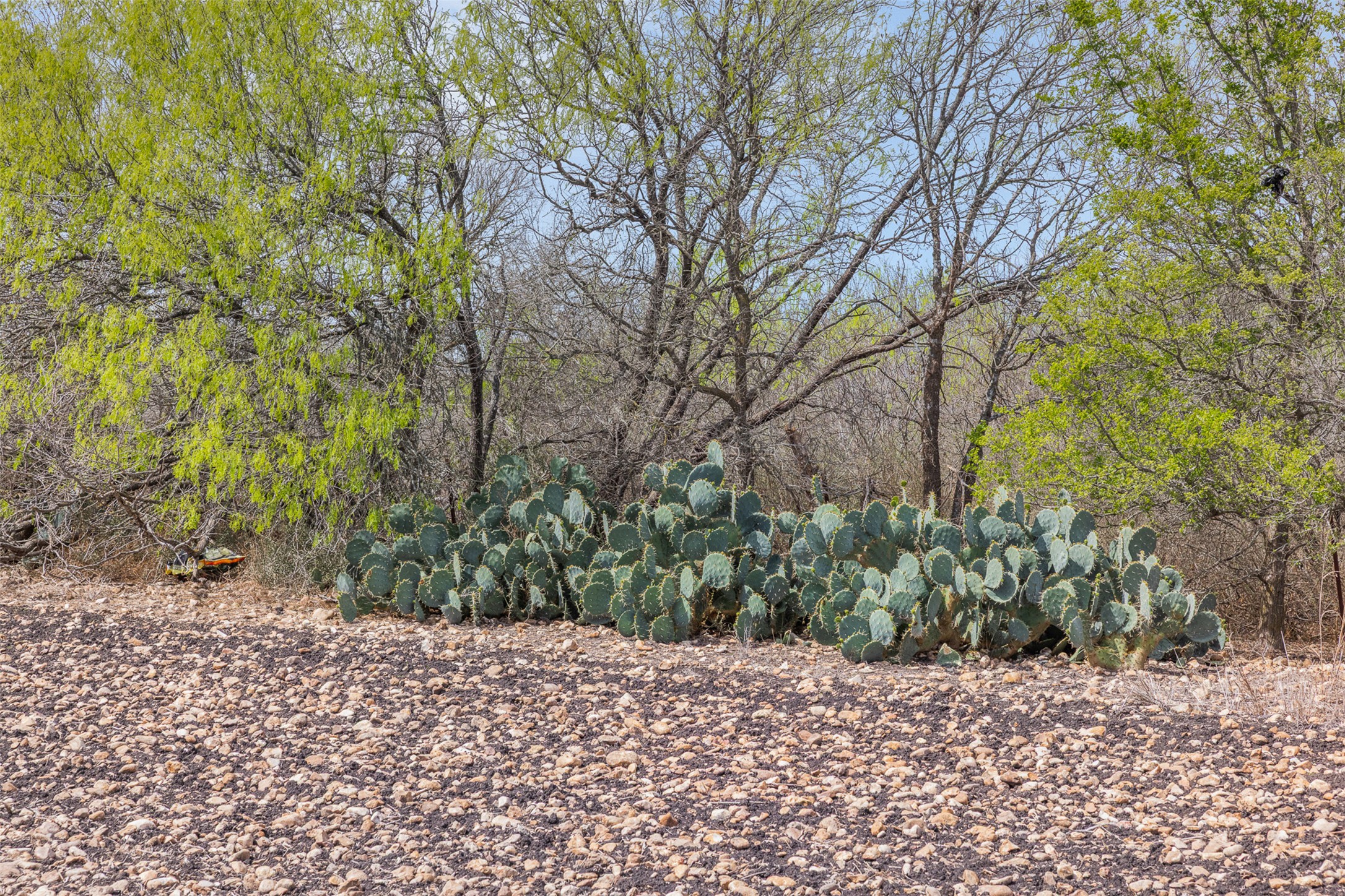 5340 Dreibrodt Road San Marcos, TX 78666 - Photo 20 of 40 a wooden bench with view of trees