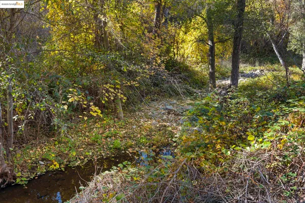 a view of a lush green forest next to a tree