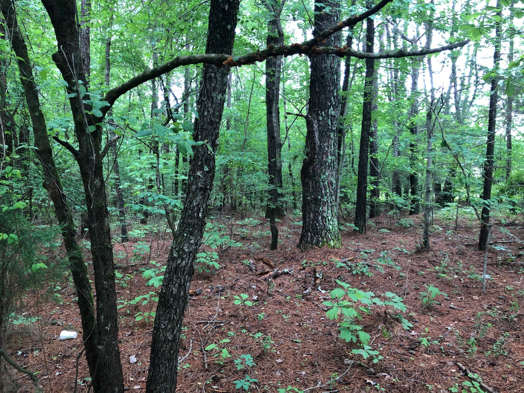0 Dan Crutcher Road Toney, AL 35773 - Photo 3 of 3 a view of a forest that has large trees