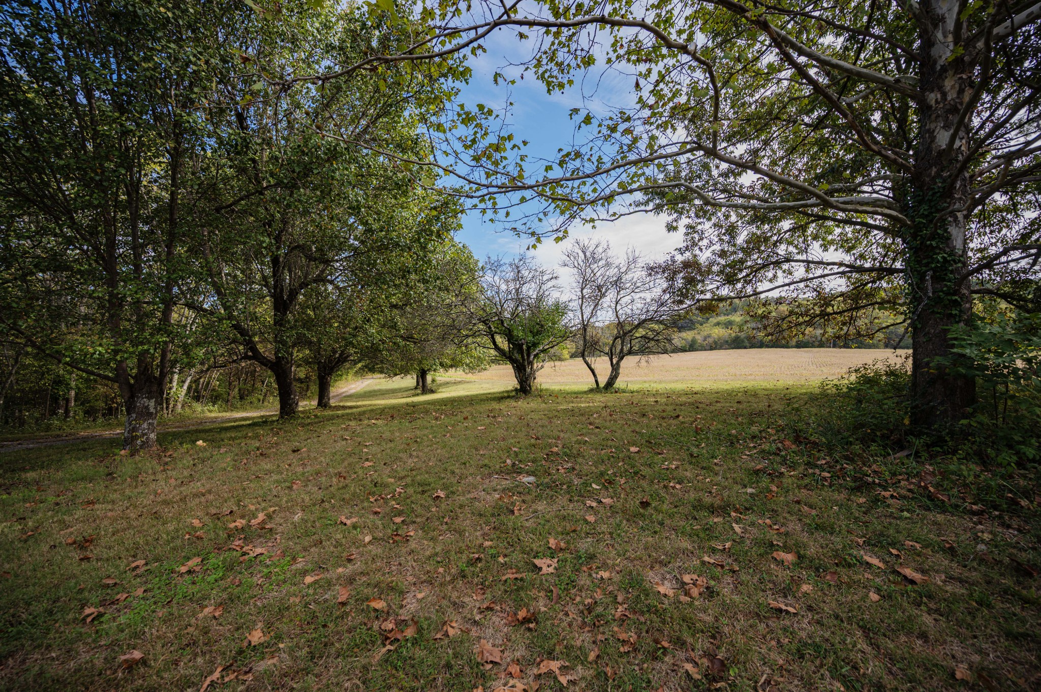 145 Crenshaw Road Bethpage, TN 37022 - Photo 29 of 44 a view of a yard with a tree