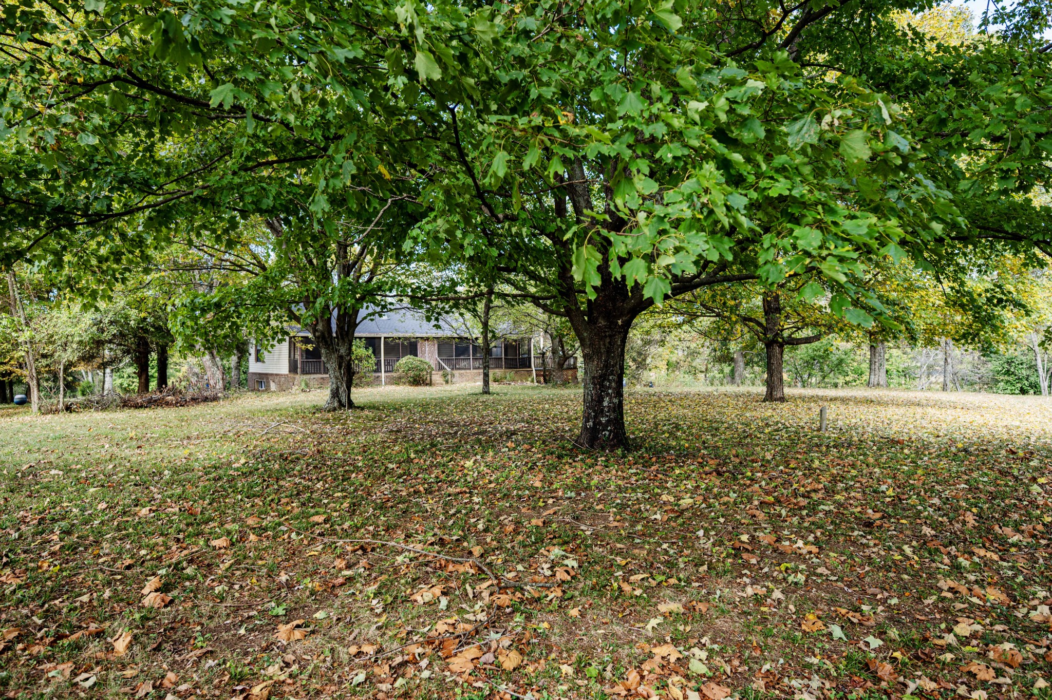 145 Crenshaw Road Bethpage, TN 37022 - Photo 33 of 44 a view of a tree in the middle of a yard