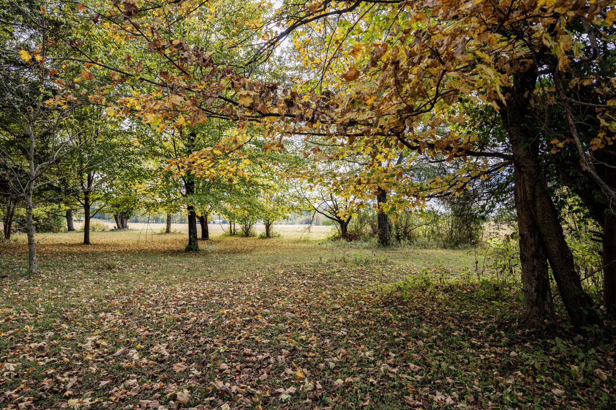 145 Crenshaw Road Bethpage, TN 37022 - Photo 41 of 44 a big yard with lots of green space and trees