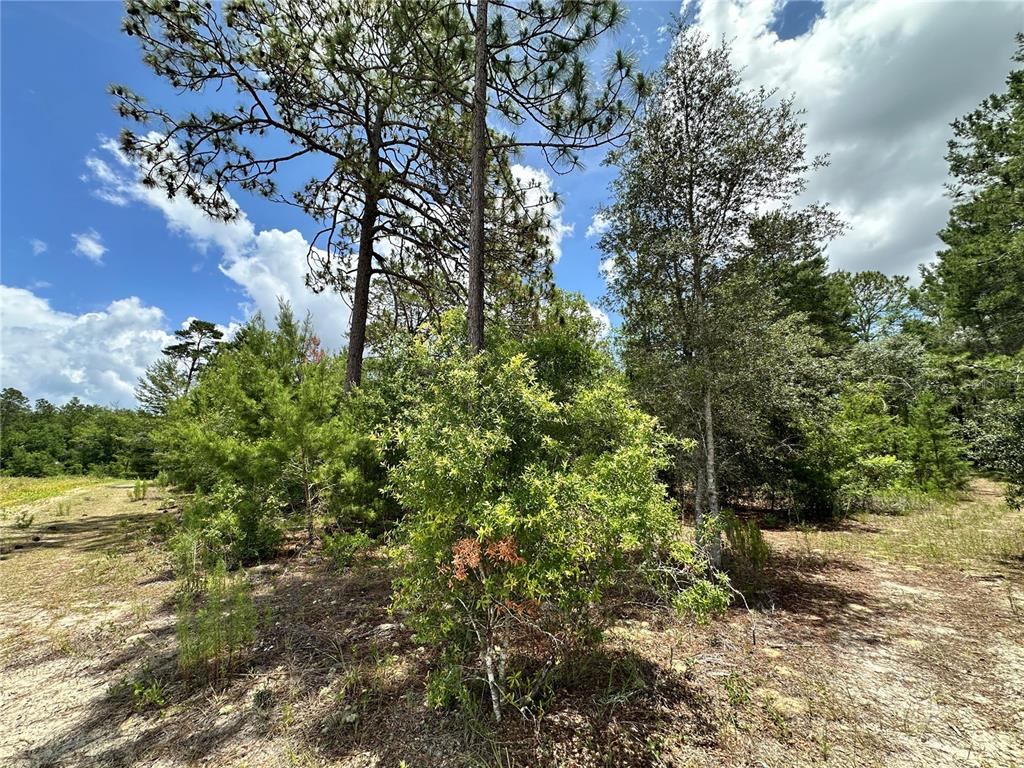 Tbd Northeast 69th Place Bronson, FL 32621 - Photo 7 of 12