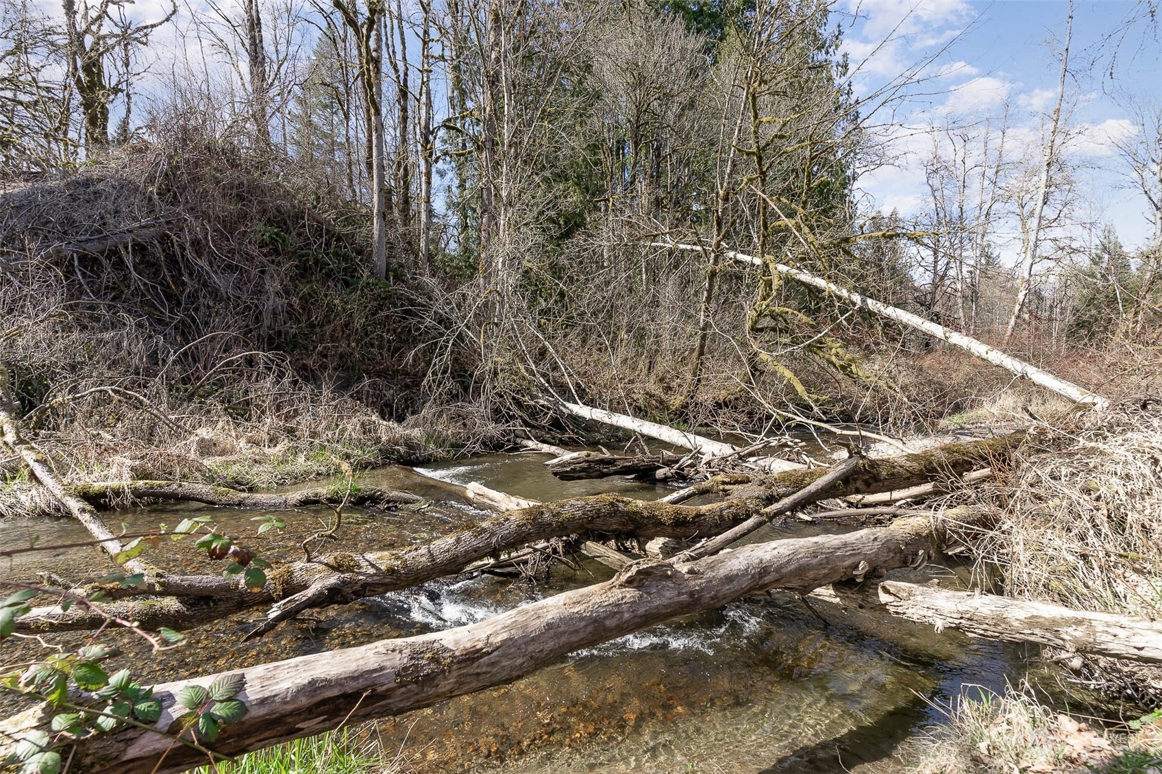 15503 Cedar Grove Road Southeast Issaquah, WA 98027 - Photo 23 of 27 a view of a tree with a yard